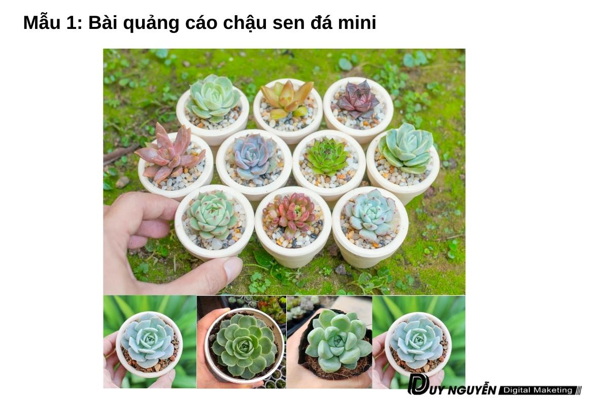 mẫu bài quảng cáo sen đá mini số 1