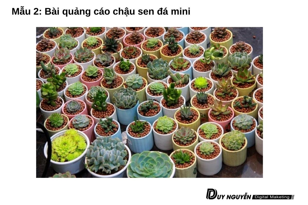 mẫu bài quảng cáo sen đá mini số 2